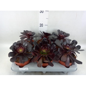 Aeonium arboreum 'Velours'