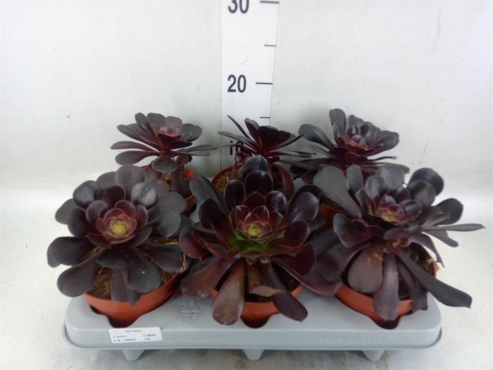 <h4>Aeonium arboreum 'Velours'</h4>