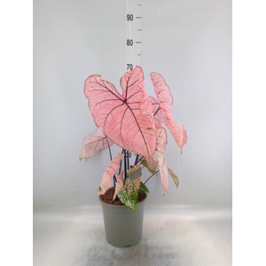 Caladium   ...