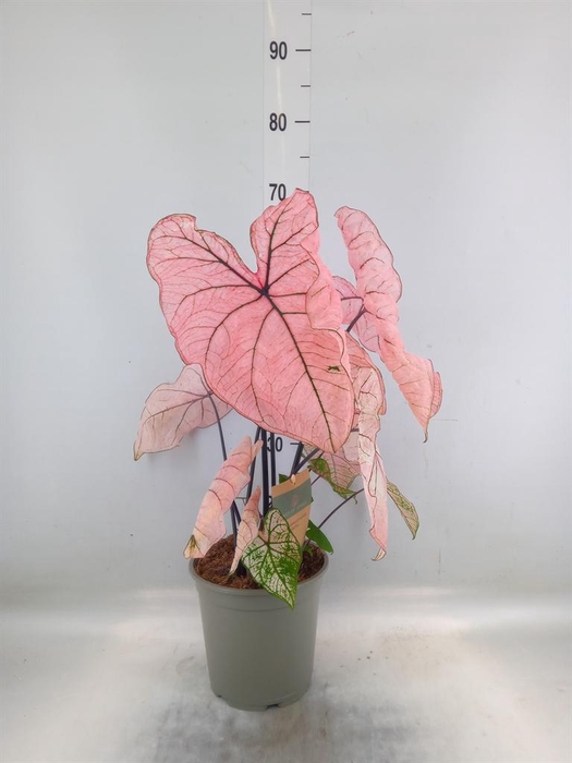 <h4>Caladium   ...</h4>