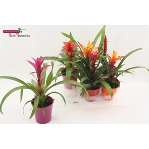 BROMELIA GEM