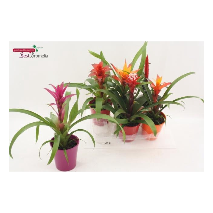 <h4>BROMELIA GEM</h4>