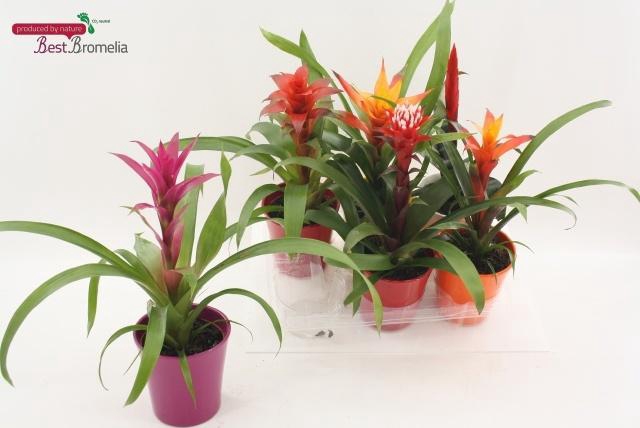 <h4>BROMELIA GEM</h4>