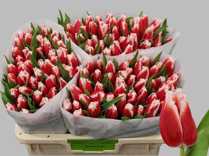 <h4>TU FR NEW SANTA</h4>