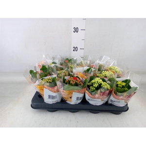 Kalanchoe blos. 'RoyalDon'   ..mix