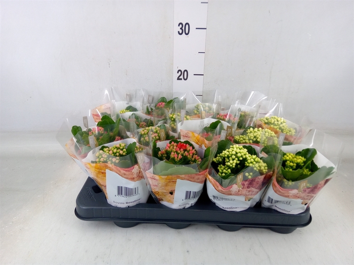 <h4>Kalanchoe blos. 'RoyalDon'   ..mix</h4>