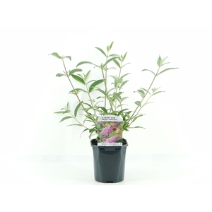 Buddleja dav. Pink Delight