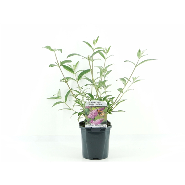 <h4>Buddleja dav. Pink Delight</h4>