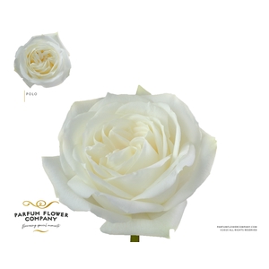Rosa Garden Polo