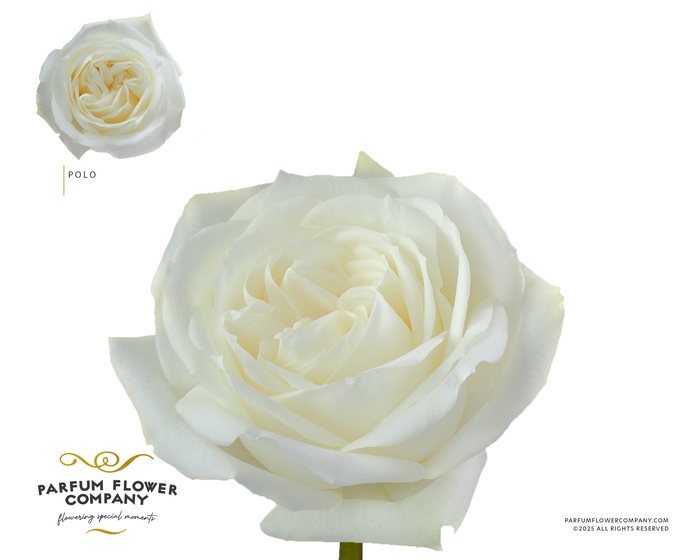 <h4>Rosa Garden Polo</h4>