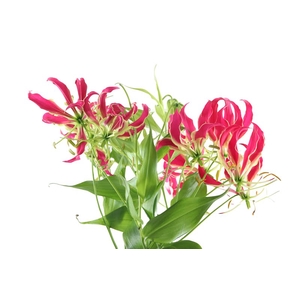 Gloriosa Red Long