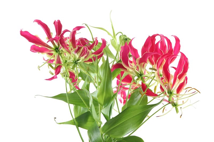 <h4>Gloriosa Red Long</h4>