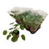Pilea Peperomioides