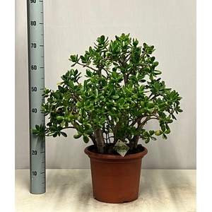 CRASS OVATA