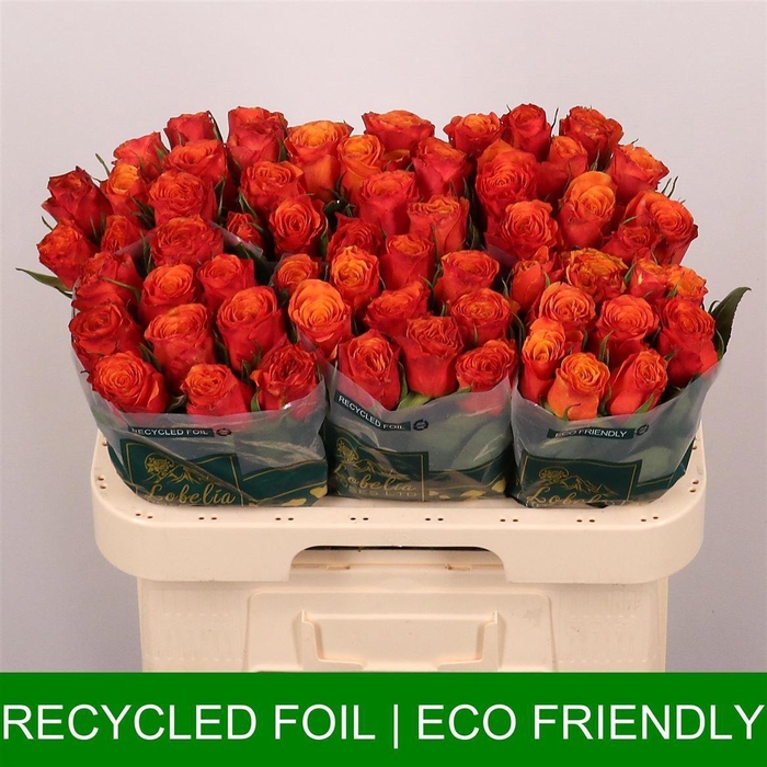 <h4>R Gr Devoted</h4>