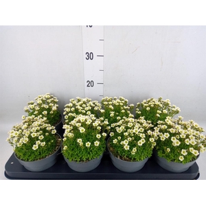 Saxifraga arend.
