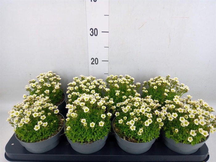 <h4>Saxifraga arend.</h4>