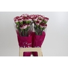 Dianthus St Olympia