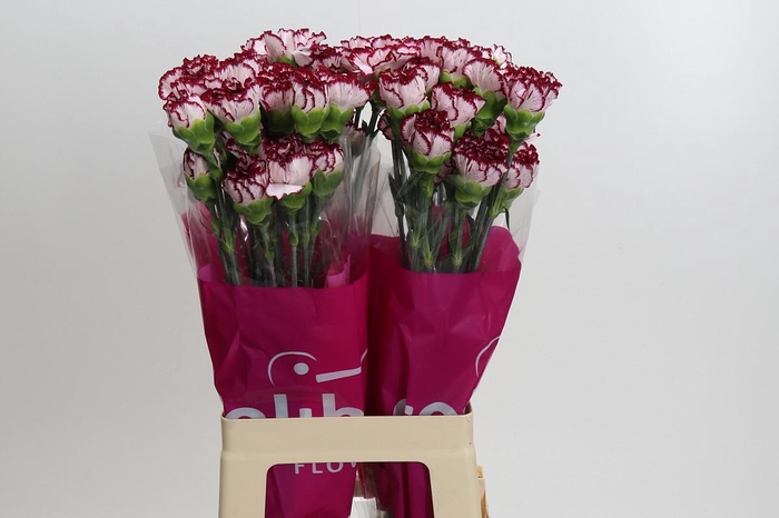 <h4>Dianthus St Olympia</h4>