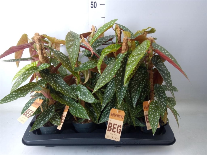 <h4>Begonia   ...</h4>