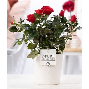 Rosa red in P&PURE Juliette ceramics white