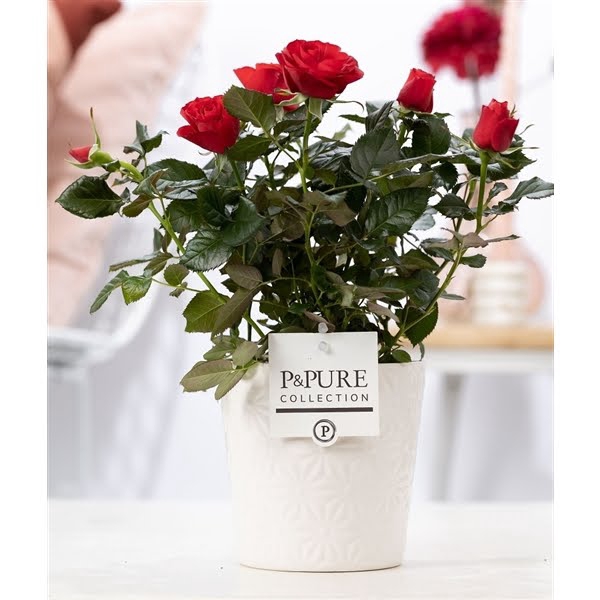 <h4>Rosa red in P&PURE Juliette ceramics white</h4>