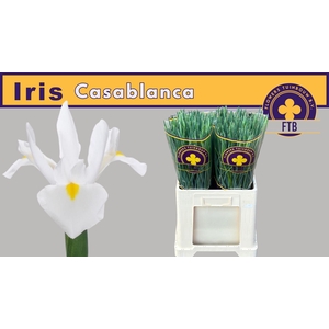 IRIS CASABLANCA