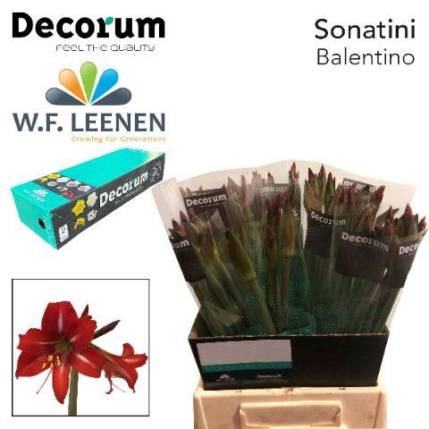 <h4>Sonatini Balentino Small Box</h4>