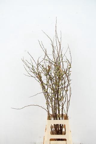 <h4>CHAENOMELES JAPONICA PINK 080CM</h4>