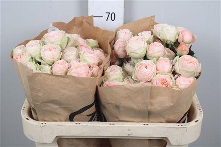 <h4>R Tr Lady Ella</h4>