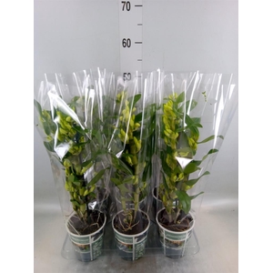 Dendrobium nob. 'StarCla Apollon'