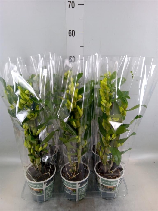 <h4>Dendrobium nob. 'StarCla Apollon'</h4>