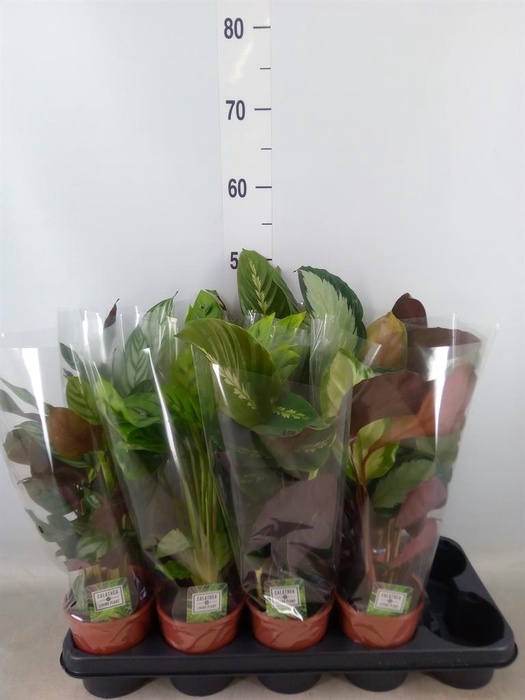 <h4>Calathea ...mix 5</h4>