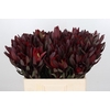 Leucadendron Saf Sunset Dark R.