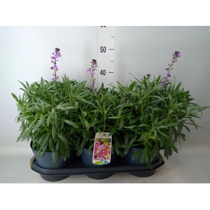 Erysimum linifolium 'Bowles Mauve'