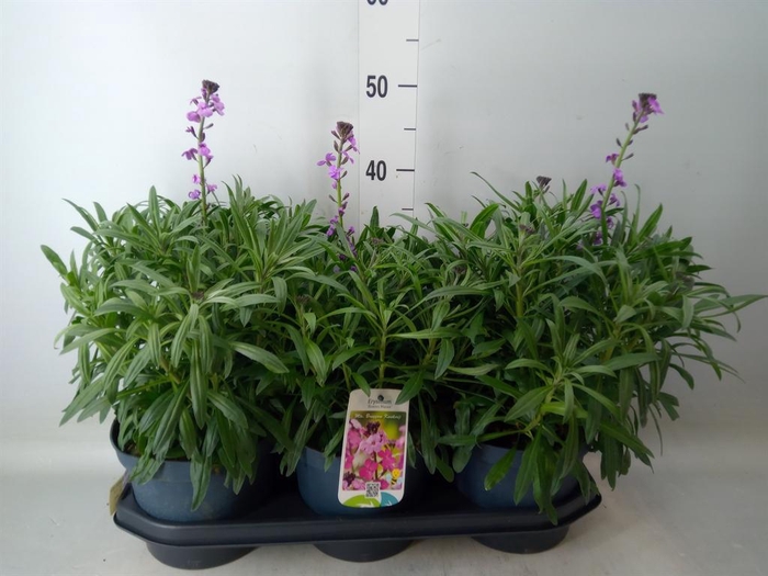 <h4>Erysimum linifolium 'Bowles Mauve'</h4>