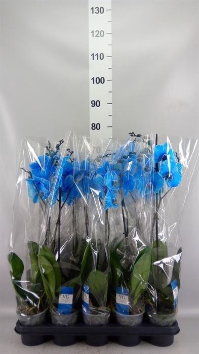 <h4>Phalaenopsis   ...</h4>