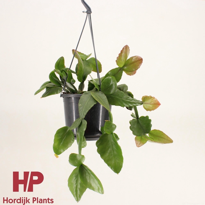<h4>Rhipsalis pachyptera 'Rubra'</h4>
