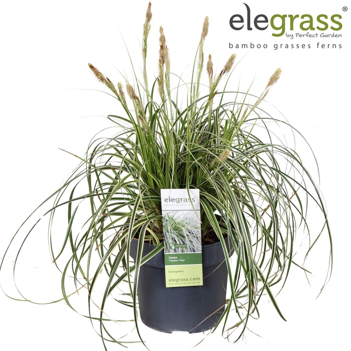 <h4>Carex morrowii</h4>