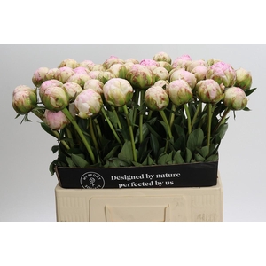 Paeonia Pillow Talk