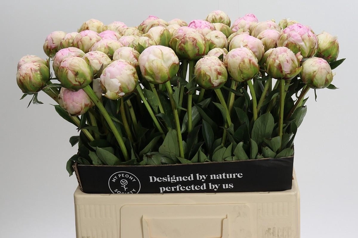 <h4>Paeonia Pillow Talk</h4>