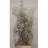 CORYL AV CONTORTA 2-JARIG 100CM