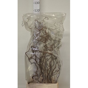 CORYL AV CONTORTA 2-JARIG 100CM