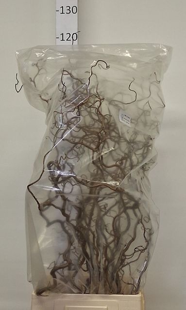 <h4>CORYL AV CONTORTA 2-JARIG 100CM</h4>