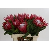 Protea Cynaroides Madiba