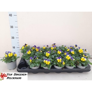 VIO CO END YELL+VOIL