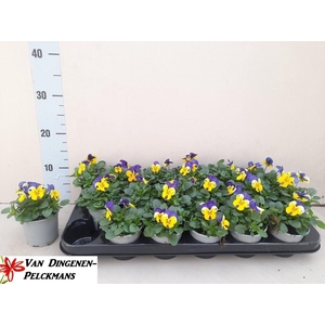 VIO CO END YELL+VOIL