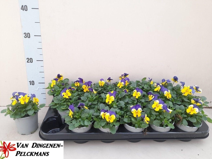 <h4>VIO CO END YELL+VOIL</h4>