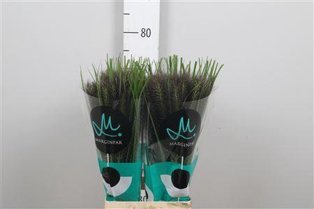 <h4>Pennisetum  'Black Fox'</h4>