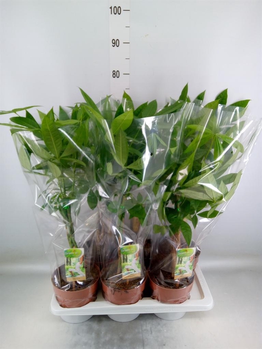 <h4>Pachira aquatica</h4>